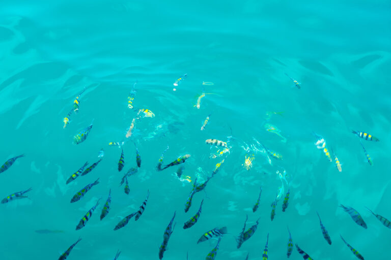 How to Stay Patient When Your Blog Isn’t Growing (Beginner Guide) Small fish in large ocean representing a new blog competing against established websites